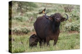 African buffalo (Syncerus caffer) and its calf, Tsavo, Kenya.-Sergio Pitamitz-Stretched Canvas