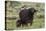 African buffalo (Syncerus caffer) and its calf, Tsavo, Kenya.-Sergio Pitamitz-Stretched Canvas