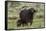 African buffalo (Syncerus caffer) and its calf, Tsavo, Kenya.-Sergio Pitamitz-Framed Stretched Canvas