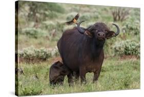 African buffalo (Syncerus caffer) and its calf, Tsavo, Kenya.-Sergio Pitamitz-Stretched Canvas