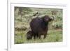 African buffalo (Syncerus caffer) and its calf, Tsavo, Kenya.-Sergio Pitamitz-Framed Photographic Print