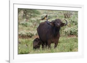 African buffalo (Syncerus caffer) and its calf, Tsavo, Kenya.-Sergio Pitamitz-Framed Photographic Print