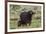 African buffalo (Syncerus caffer) and its calf, Tsavo, Kenya.-Sergio Pitamitz-Framed Photographic Print