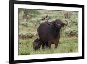 African buffalo (Syncerus caffer) and its calf, Tsavo, Kenya.-Sergio Pitamitz-Framed Photographic Print