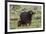 African buffalo (Syncerus caffer) and its calf, Tsavo, Kenya.-Sergio Pitamitz-Framed Photographic Print