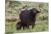 African buffalo (Syncerus caffer) and its calf, Tsavo, Kenya.-Sergio Pitamitz-Mounted Photographic Print