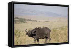 African Buffalo (Syncerus Caffer), Masai Mara National Reserve, Kenya, East Africa, Africa-Angelo Cavalli-Framed Stretched Canvas