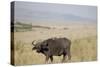 African Buffalo (Syncerus Caffer), Masai Mara National Reserve, Kenya, East Africa, Africa-Angelo Cavalli-Stretched Canvas