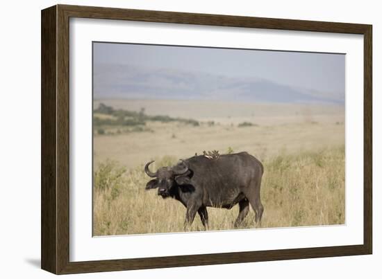 African Buffalo (Syncerus Caffer), Masai Mara National Reserve, Kenya, East Africa, Africa-Angelo Cavalli-Framed Photographic Print