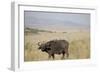 African Buffalo (Syncerus Caffer), Masai Mara National Reserve, Kenya, East Africa, Africa-Angelo Cavalli-Framed Photographic Print