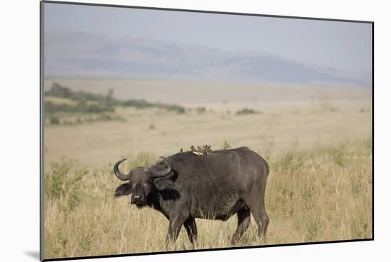 African Buffalo (Syncerus Caffer), Masai Mara National Reserve, Kenya, East Africa, Africa-Angelo Cavalli-Mounted Photographic Print