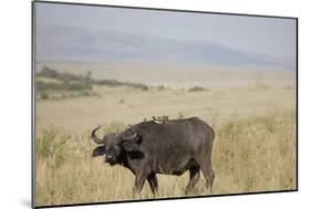 African Buffalo (Syncerus Caffer), Masai Mara National Reserve, Kenya, East Africa, Africa-Angelo Cavalli-Mounted Photographic Print