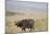 African Buffalo (Syncerus Caffer), Masai Mara National Reserve, Kenya, East Africa, Africa-Angelo Cavalli-Mounted Photographic Print