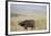 African Buffalo (Syncerus Caffer), Masai Mara National Reserve, Kenya, East Africa, Africa-Angelo Cavalli-Framed Photographic Print