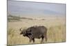 African Buffalo (Syncerus Caffer), Masai Mara National Reserve, Kenya, East Africa, Africa-Angelo Cavalli-Mounted Photographic Print