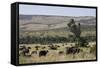 African Buffalo (Syncerus Caffer), Masai Mara National Reserve, Kenya, East Africa, Africa-Angelo Cavalli-Framed Stretched Canvas