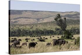 African Buffalo (Syncerus Caffer), Masai Mara National Reserve, Kenya, East Africa, Africa-Angelo Cavalli-Stretched Canvas