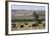 African Buffalo (Syncerus Caffer), Masai Mara National Reserve, Kenya, East Africa, Africa-Angelo Cavalli-Framed Photographic Print