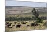 African Buffalo (Syncerus Caffer), Masai Mara National Reserve, Kenya, East Africa, Africa-Angelo Cavalli-Mounted Photographic Print