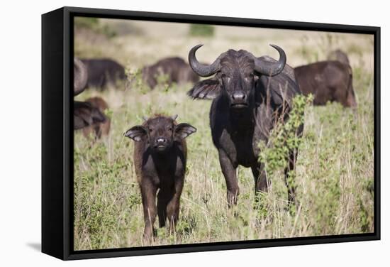 African Buffalo (Syncerus Caffer), Masai Mara National Reserve, Kenya, East Africa, Africa-Angelo Cavalli-Framed Stretched Canvas