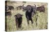 African Buffalo (Syncerus Caffer), Masai Mara National Reserve, Kenya, East Africa, Africa-Angelo Cavalli-Stretched Canvas