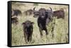 African Buffalo (Syncerus Caffer), Masai Mara National Reserve, Kenya, East Africa, Africa-Angelo Cavalli-Framed Stretched Canvas