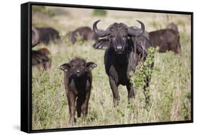 African Buffalo (Syncerus Caffer), Masai Mara National Reserve, Kenya, East Africa, Africa-Angelo Cavalli-Framed Stretched Canvas