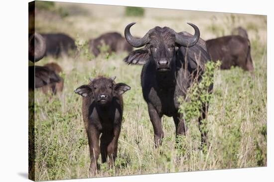 African Buffalo (Syncerus Caffer), Masai Mara National Reserve, Kenya, East Africa, Africa-Angelo Cavalli-Stretched Canvas