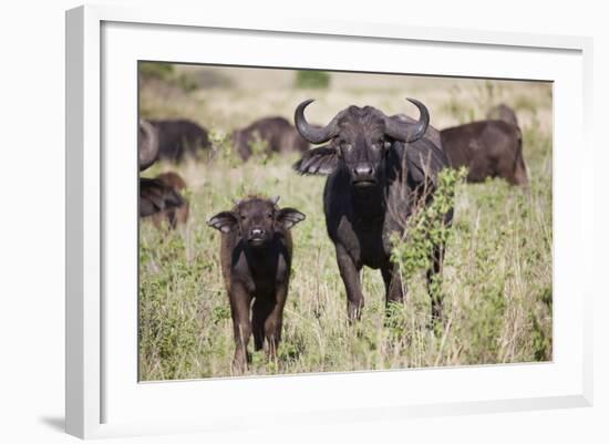 African Buffalo (Syncerus Caffer), Masai Mara National Reserve, Kenya, East Africa, Africa-Angelo Cavalli-Framed Photographic Print