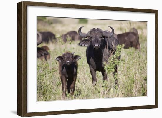African Buffalo (Syncerus Caffer), Masai Mara National Reserve, Kenya, East Africa, Africa-Angelo Cavalli-Framed Photographic Print