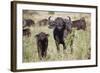 African Buffalo (Syncerus Caffer), Masai Mara National Reserve, Kenya, East Africa, Africa-Angelo Cavalli-Framed Photographic Print