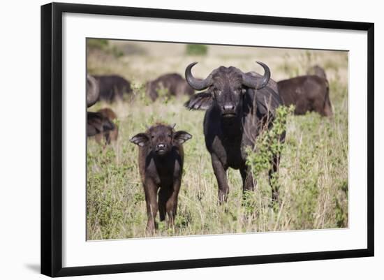 African Buffalo (Syncerus Caffer), Masai Mara National Reserve, Kenya, East Africa, Africa-Angelo Cavalli-Framed Photographic Print