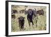 African Buffalo (Syncerus Caffer), Masai Mara National Reserve, Kenya, East Africa, Africa-Angelo Cavalli-Framed Photographic Print