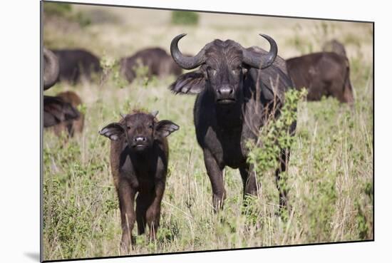 African Buffalo (Syncerus Caffer), Masai Mara National Reserve, Kenya, East Africa, Africa-Angelo Cavalli-Mounted Photographic Print