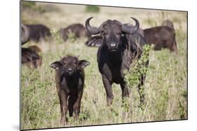 African Buffalo (Syncerus Caffer), Masai Mara National Reserve, Kenya, East Africa, Africa-Angelo Cavalli-Mounted Photographic Print