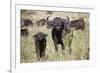 African Buffalo (Syncerus Caffer), Masai Mara National Reserve, Kenya, East Africa, Africa-Angelo Cavalli-Framed Photographic Print