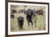 African Buffalo (Syncerus Caffer), Masai Mara National Reserve, Kenya, East Africa, Africa-Angelo Cavalli-Framed Photographic Print