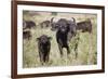 African Buffalo (Syncerus Caffer), Masai Mara National Reserve, Kenya, East Africa, Africa-Angelo Cavalli-Framed Photographic Print