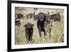 African Buffalo (Syncerus Caffer), Masai Mara National Reserve, Kenya, East Africa, Africa-Angelo Cavalli-Framed Photographic Print