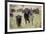 African Buffalo (Syncerus Caffer), Masai Mara National Reserve, Kenya, East Africa, Africa-Angelo Cavalli-Framed Photographic Print