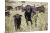 African Buffalo (Syncerus Caffer), Masai Mara National Reserve, Kenya, East Africa, Africa-Angelo Cavalli-Mounted Photographic Print