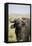 African Buffalo (Syncerus Caffer), Masai Mara National Reserve, Kenya, East Africa, Africa-Angelo Cavalli-Framed Stretched Canvas