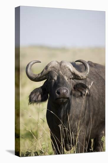 African Buffalo (Syncerus Caffer), Masai Mara National Reserve, Kenya, East Africa, Africa-Angelo Cavalli-Stretched Canvas