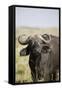 African Buffalo (Syncerus Caffer), Masai Mara National Reserve, Kenya, East Africa, Africa-Angelo Cavalli-Framed Stretched Canvas