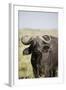 African Buffalo (Syncerus Caffer), Masai Mara National Reserve, Kenya, East Africa, Africa-Angelo Cavalli-Framed Photographic Print