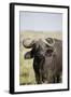 African Buffalo (Syncerus Caffer), Masai Mara National Reserve, Kenya, East Africa, Africa-Angelo Cavalli-Framed Photographic Print