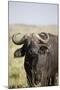 African Buffalo (Syncerus Caffer), Masai Mara National Reserve, Kenya, East Africa, Africa-Angelo Cavalli-Mounted Photographic Print