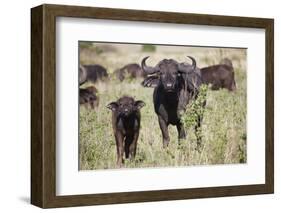 African Buffalo (Syncerus Caffer), Masai Mara National Reserve, Kenya, East Africa, Africa-Angelo Cavalli-Framed Photographic Print