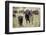 African Buffalo (Syncerus Caffer), Masai Mara National Reserve, Kenya, East Africa, Africa-Angelo Cavalli-Framed Photographic Print