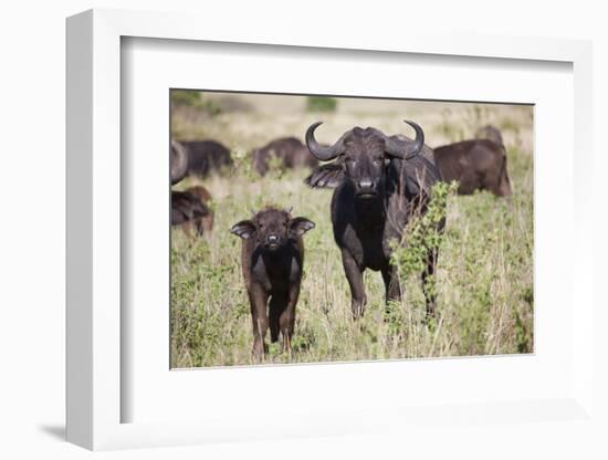 African Buffalo (Syncerus Caffer), Masai Mara National Reserve, Kenya, East Africa, Africa-Angelo Cavalli-Framed Photographic Print